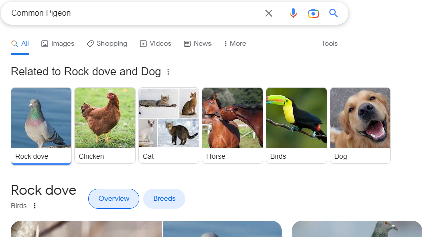 Angepasste SERP nach mehreren Suchen zu "domestic dog" und "common pigeon" in Google